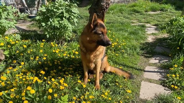 Огляд розсади тютюну, баклажанів, перцю, томатів. Сіємо насіння лікарських рослин. Сіємо базилік. смотреть онлайн