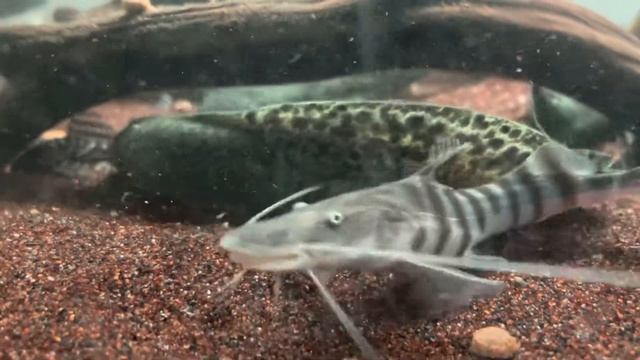 Australian Lungfish - Neoceratodus Forsteri смотреть онлайн