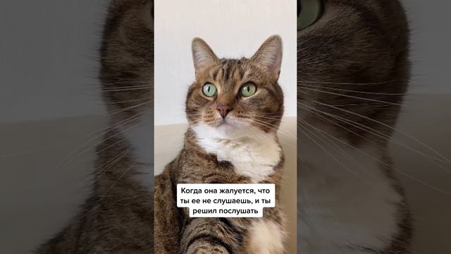 #shorts#, смех, ржач, юмор, настроение, приколы.mp4 смотреть онлайн