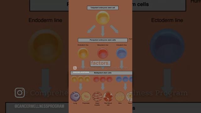 Cancer Research Breakthroughs: Genetics, Epigentics, and Beyond смотреть онлайн