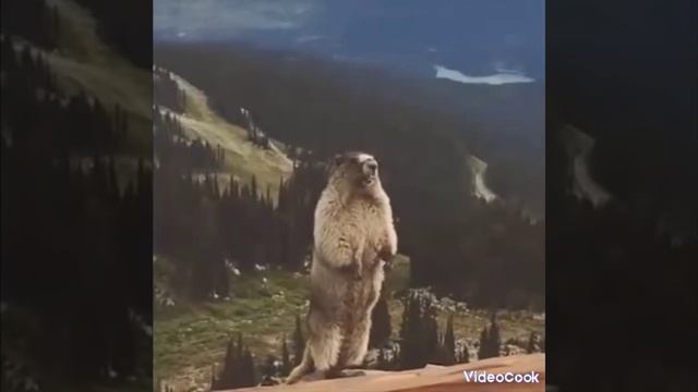 1000002234.mp4 смотреть онлайн