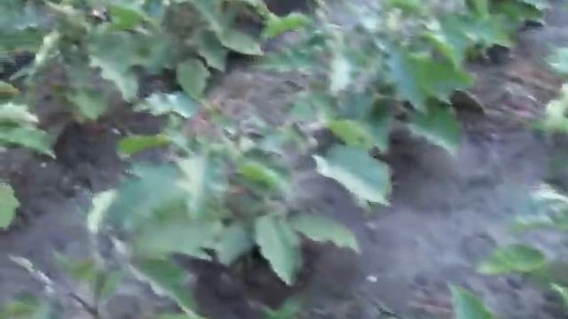 LEGUMICULTURA SIMERIA смотреть онлайн