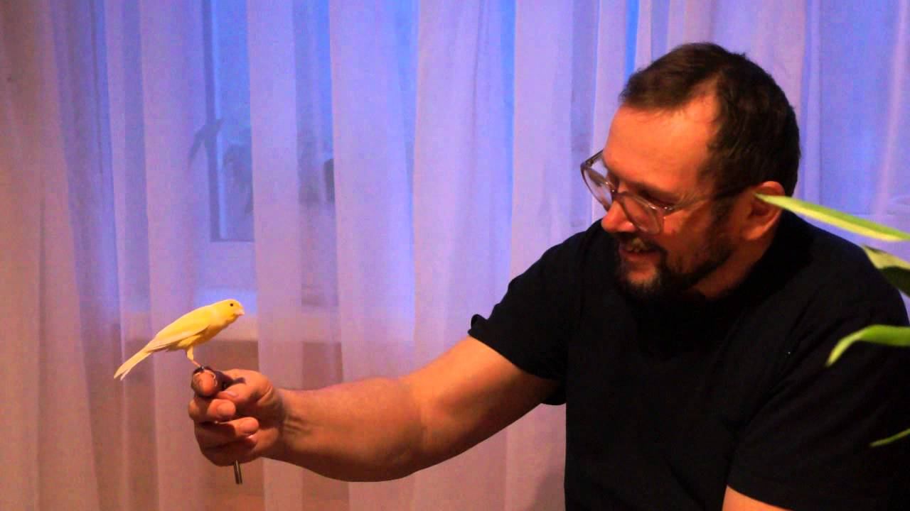 Канарейки смотреть онлайн