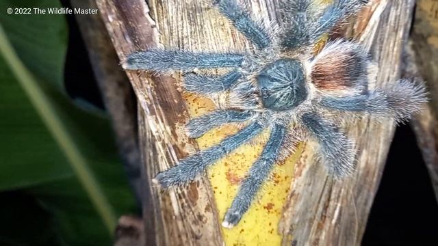 Bounce Up: Pink-toed Tarantula (Avicularia avicularia) #trinidadandtobago #wildlife смотреть онлайн