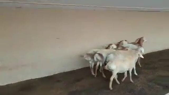 ЗОТ УЧУН АФГОН КУЧКОРЛАРИ КЕЛДИ ☎️+998998440102☎️ смотреть онлайн
