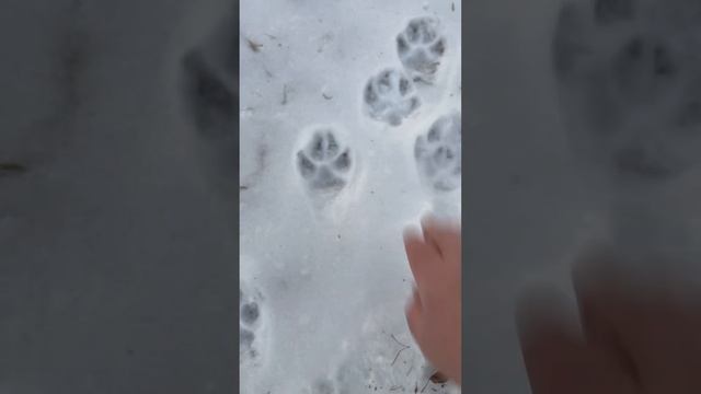 Чей это след? смотреть онлайн