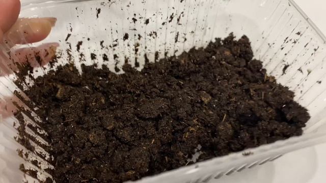 Пробую вырастить огурцы с помощью набора из Фикс Прайс смотреть онлайн