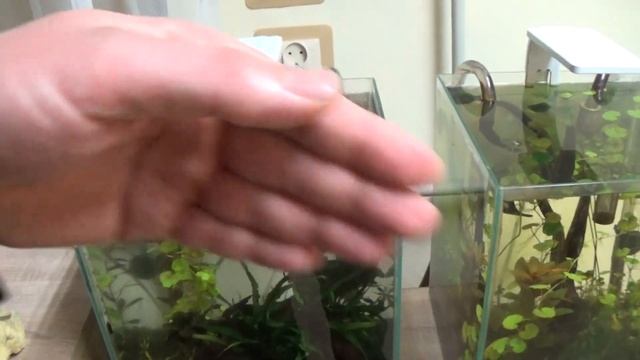 Zielone naloty w Aquael Shrimp смотреть онлайн