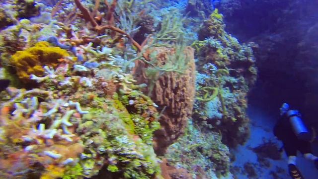 Coral and Rock Beauty Angel Fish. Cozumel 10/2020 смотреть онлайн