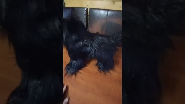 Кот Бегемот #Мастер и Маргарита смотреть онлайн