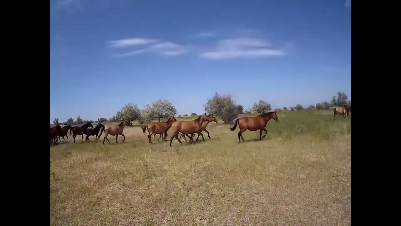 27.05.2024 ЧТО ДЕЛАТЬ? : ЛПХ В ОПАСНОСТИ смотреть онлайн