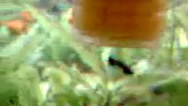 Рыбки 21 смотреть онлайн