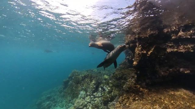 Snorkeling with Galapagos Sea Lions & Penguins смотреть онлайн