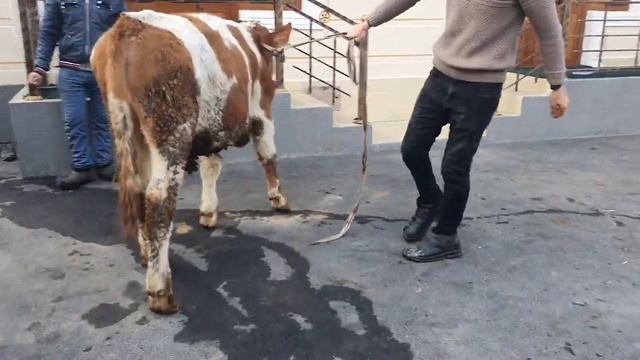 Simmental Buqachalar Sotiladi👍 ☎️+998 99 057 40 50 смотреть онлайн