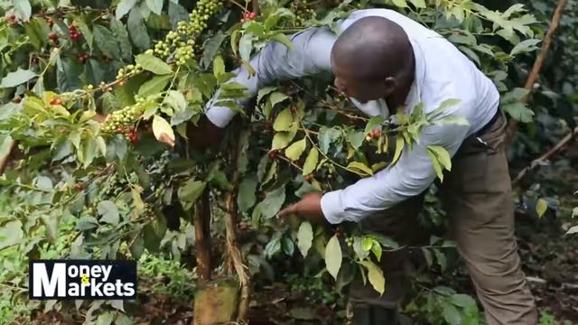 Best Practices for Coffee Growing смотреть онлайн