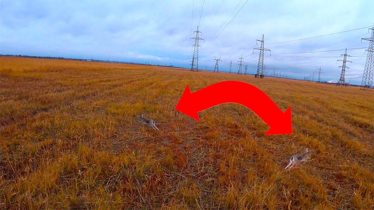 ДВА ЗАЙЦА ИЗ ПОД НОГ !!! смотреть онлайн