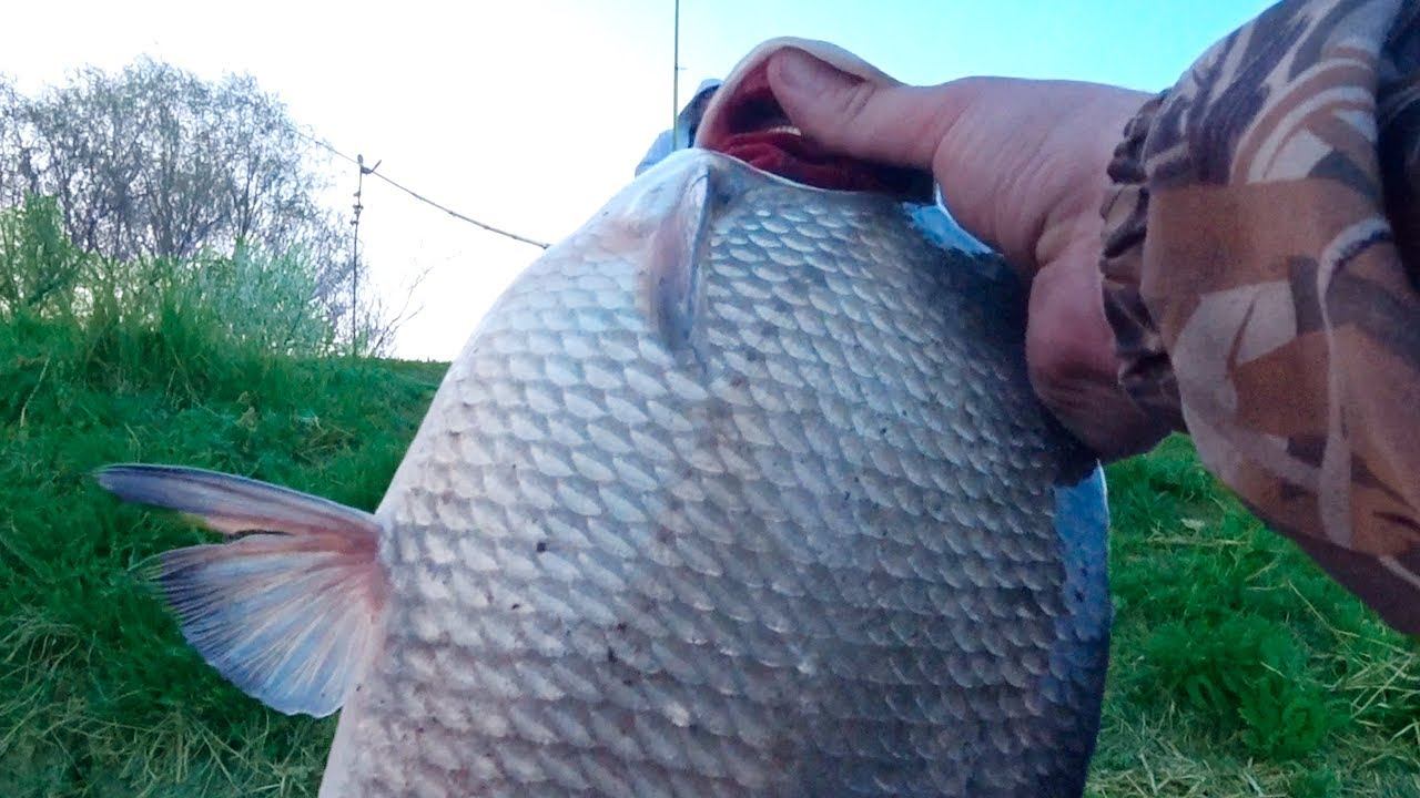 САЗАНЫ,СОМЫ И БОНУС !!! смотреть онлайн