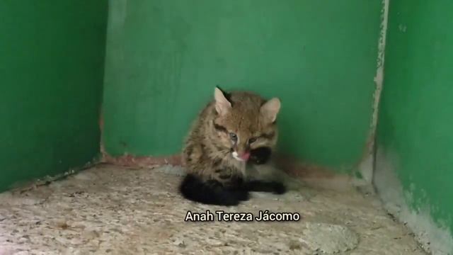 Notícias do filhote macho de gato-palheiro!! смотреть онлайн