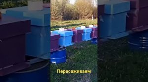 Пересаживаем пчëл