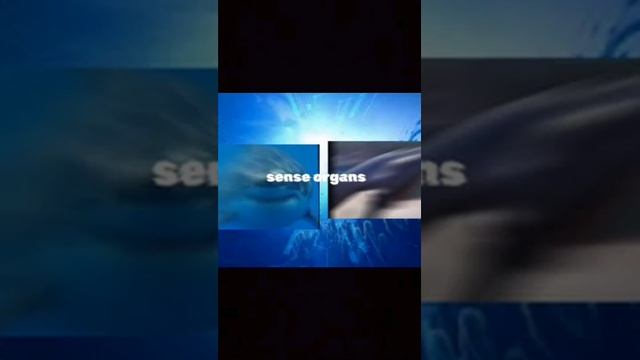 Shark VS Orca with proof #vs #shark #orca #shorts смотреть онлайн