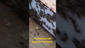 Такой вид, должна иметь семья воспитательница.