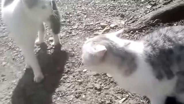 Коты делят территорию) смотреть онлайн