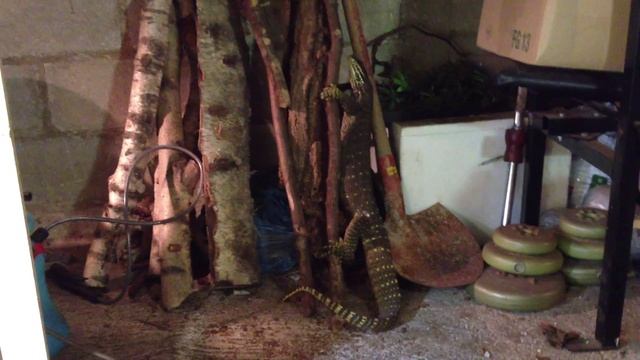 Varanus Panoptes Horni смотреть онлайн