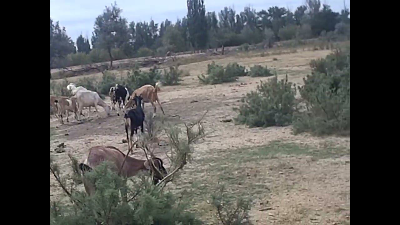 05.09.2024 ЧТО ДЕЛАТЬ? : ЛПХ В ОПАСНОСТИ смотреть онлайн