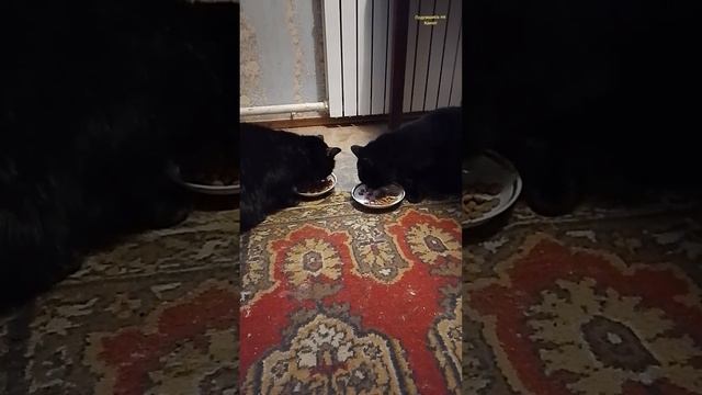 Современные Кошки смотреть онлайн