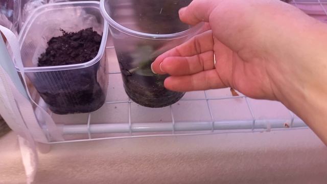 Не теряйте Я Тута , Обход моих Владений . смотреть онлайн