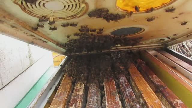 зимовка на воле пчел карники, переведенной на ячейку 4,9 мм , 18.01.2025 смотреть онлайн