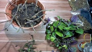 Как оживить хилое и засохшее комнатное растение. Полное видео. #выращиваниерастений #цветы