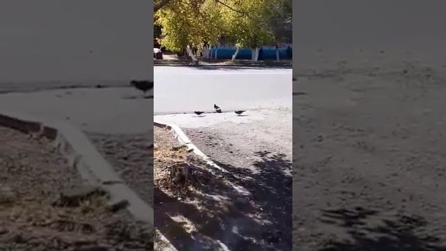 √16'2. Закупаем проводку и ещё интересное в видео😊👉👍 смотреть онлайн