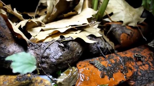 At home with dartfrogs смотреть онлайн