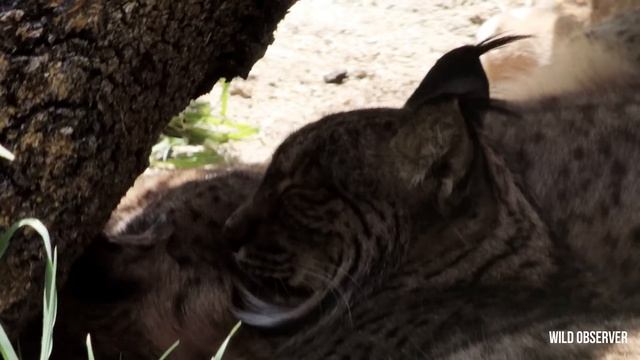 Iberian lynx 4K (Lynx pardinus) lince ibérico, Pardelluchs, lince pardina, Lynx ibérique смотреть онлайн