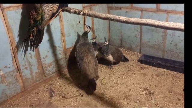 Свинка растёт, павлины подрастают, будут зимовать. смотреть онлайн