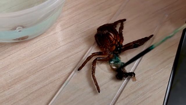 Как определить пол паука по экзувию смотреть онлайн