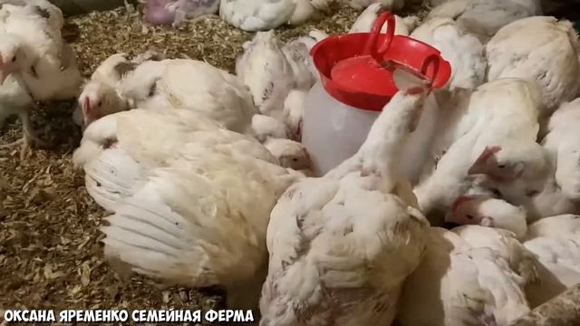 ВИТАМИНЫ для БРОЙЛЕРА / ФАНТАСТИЧЕСКИЕ РЕЗУЛЬТАТЫ / ПРАВИЛЬНАЯ ПРОПОЙКА смотреть онлайн