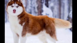 Хаски воет. Голос хаски. Как воет хаски. Как воет собака. Собака воет. Animal sound. Dog sounds