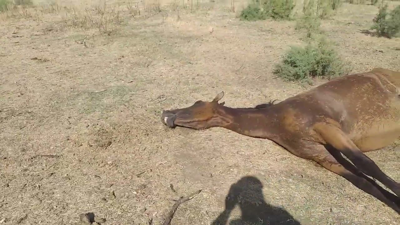 31.07.2024 Уже много лет в Приволжском районе АО на падший скот нет никакой реакции властей. Ч.1 смотреть онлайн