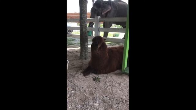 Семейный зоопарк "Mountain Coffee Zoo" в Паттайе. смотреть онлайн