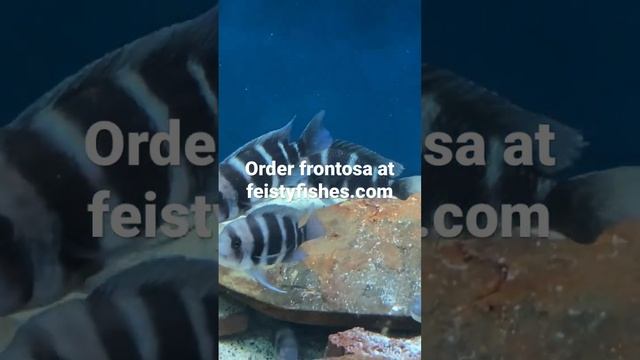 Frontosa cichlids are the best! Order them for a discount on Feistyfishes.com смотреть онлайн