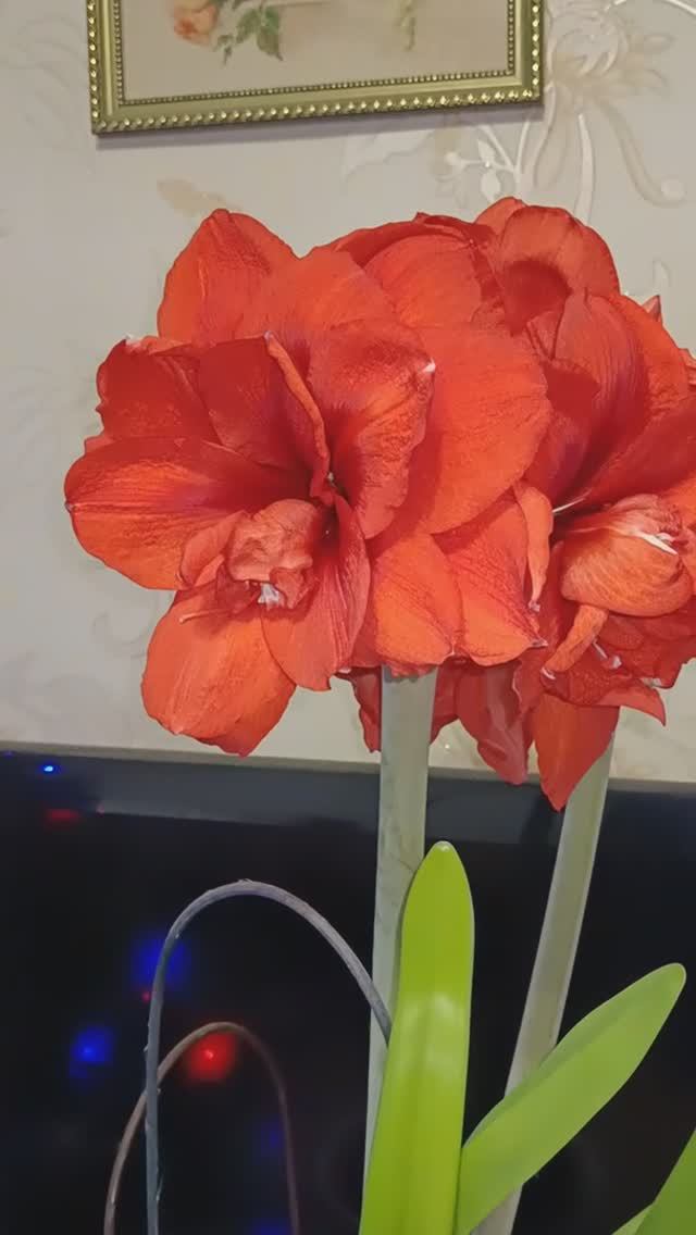 Гиппеаструм Дабл Кинг в январе смотреть онлайн