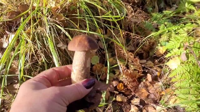 Грибы  ледяные