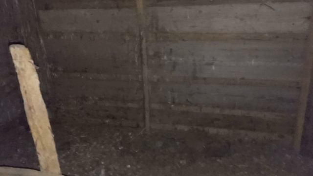 Окотилась коза в мороз. Содержание козлят.