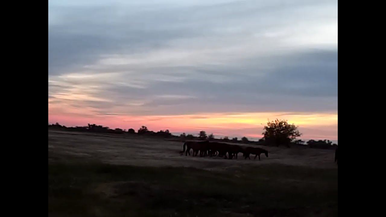 5 ч. утра 18.05.2024 ЧТО ДЕЛАТЬ? : ЛПХ В ОПАСНОСТИ смотреть онлайн