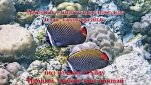 10. Бабочки удивительно похожие и все такие разные под музыку S.Nilay Прощай, любовь моя, прощай H
