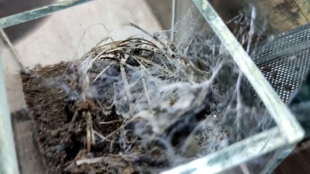 Паук Eresus kollari наблюдение из опыта содержания смотреть онлайн