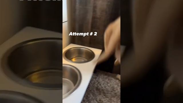 Pets vs. Seltzer Water🐶🐱 смотреть онлайн