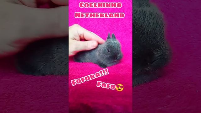 Filhotinho coelho Netherland смотреть онлайн